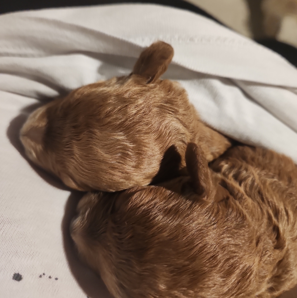 Plush Brown Puppy Comfort Blanket - Soft Snuggle Bedding for Dogs